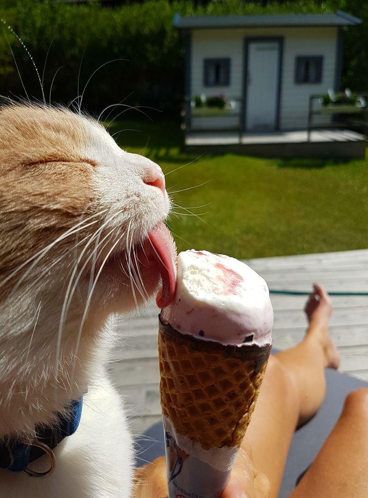 Min bild föreställer vår katt Teodor som i ett obevakat ögonblick hoppade upp och smakade på min glass då jag njöt av en ljudbok i solstolen.Han njuter i stora drag!