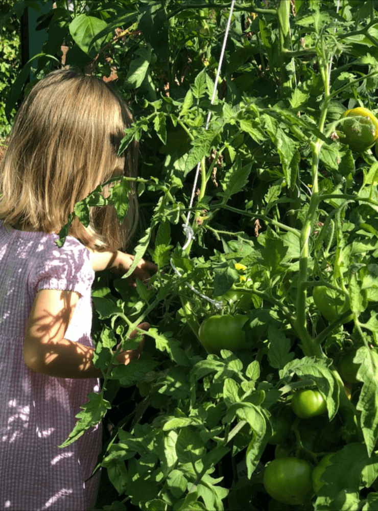 Lilla Ebba plockar stora tomater.