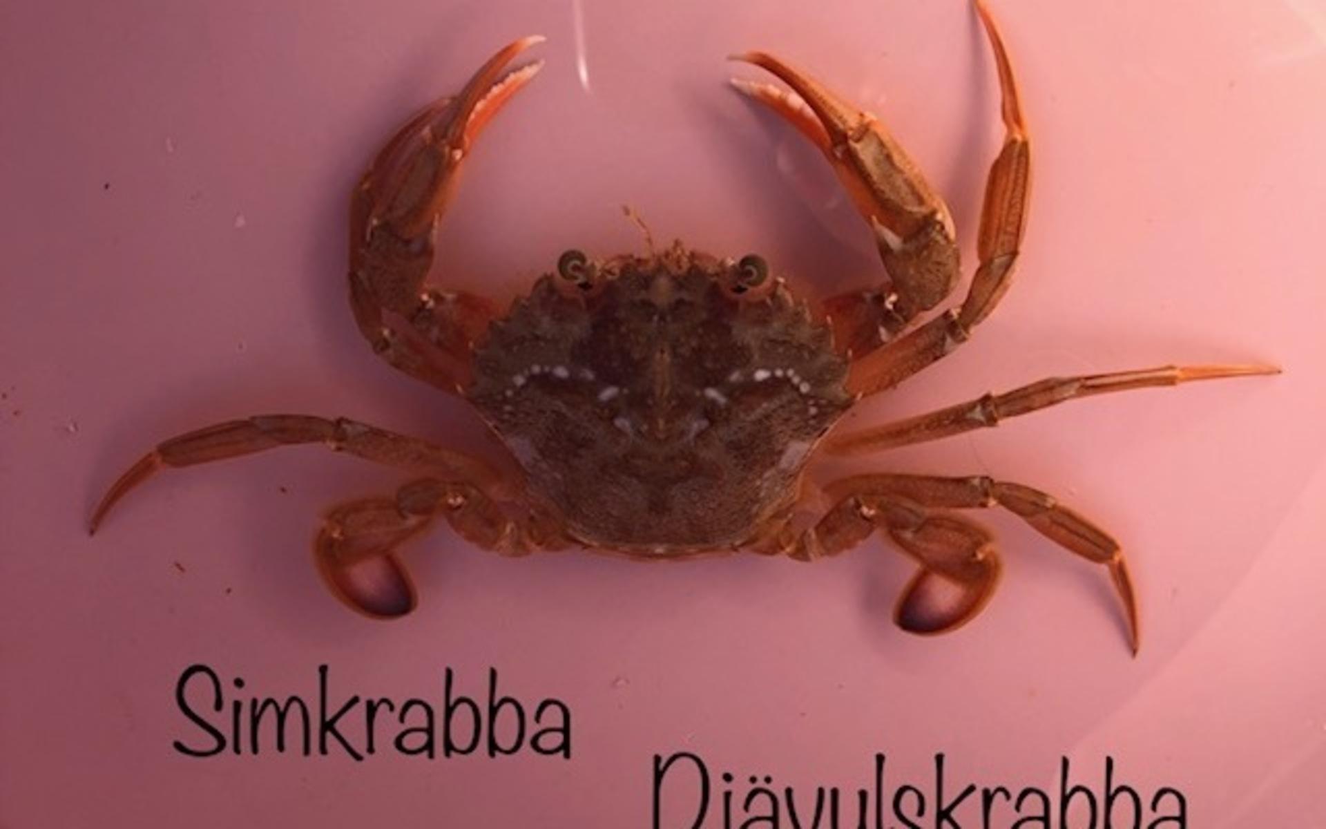 Fick en Simkrabba även kallas Djävulskrabba i fisknätet utanför Hållö.
