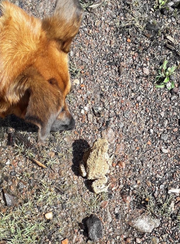&quot;Hallå Paddington&quot;!!Blandrashunden Frallan inspekterar en jättepadda vid en damm i Lysekil.