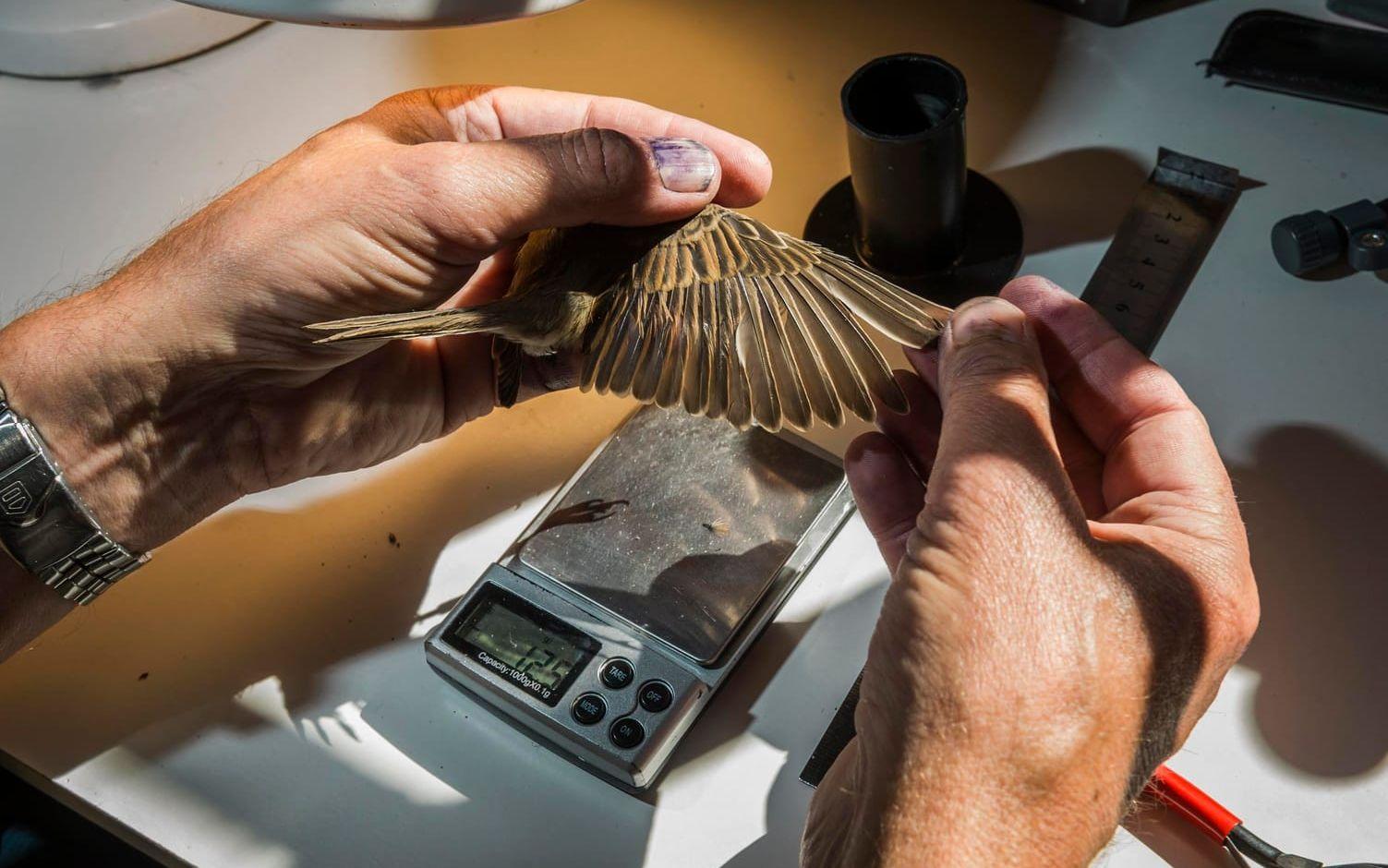 Ruggning, när fågeln byter ut sina fjädrar, är en av de saker som ornitologerna mäter i samband med ringmärkningen. Här på en törnsångare. Foto: Andreas Dahl