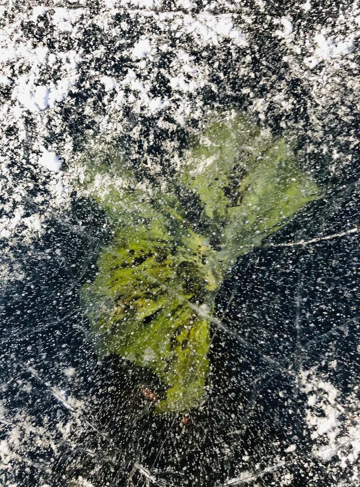 Baren hittade ett infryst näckrosblad vid Bjursjön.