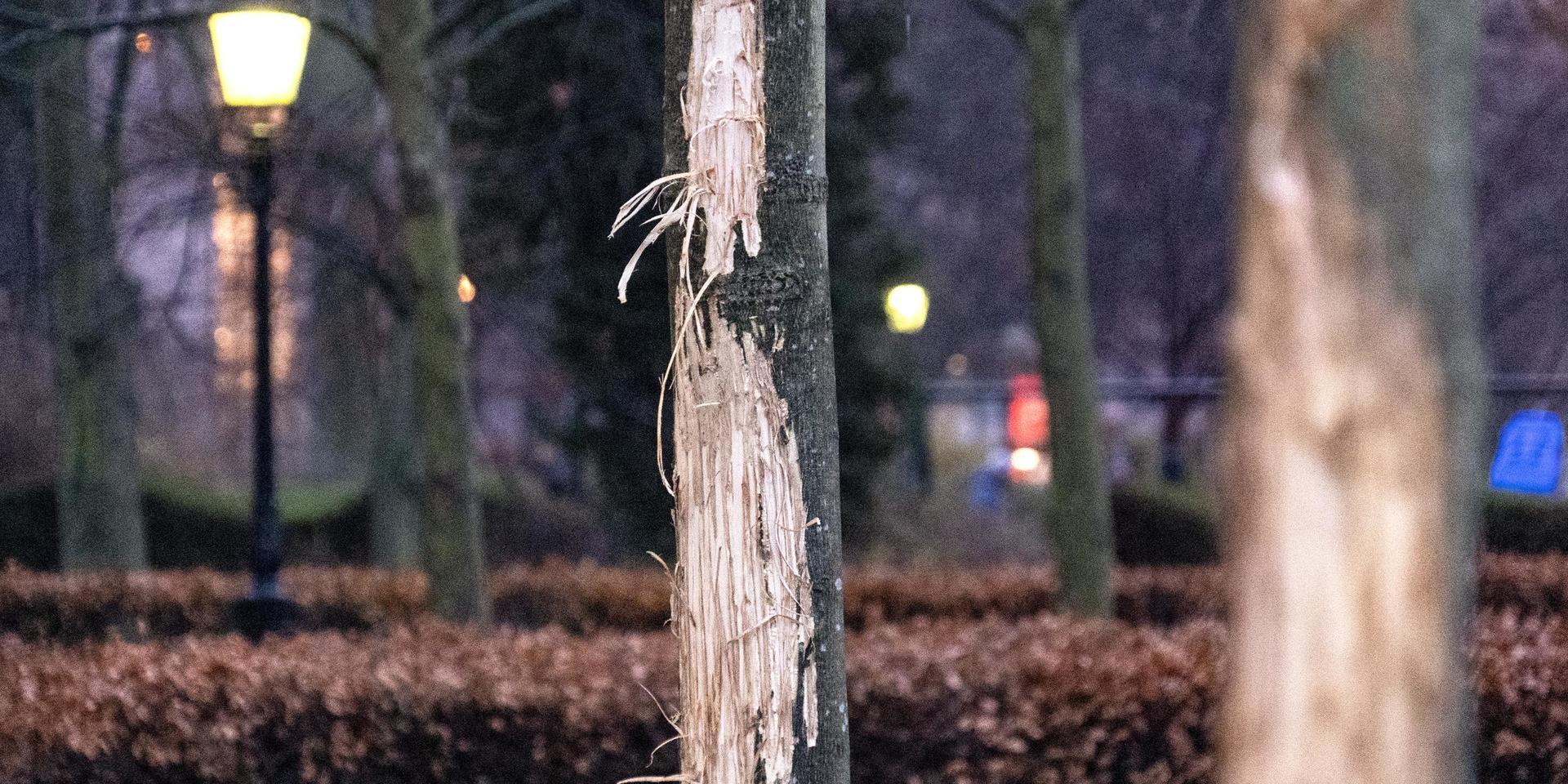 Vandaliserade träd utanför Stadsbiblioteket i Malmö i slutet på december. Arkivbild.
