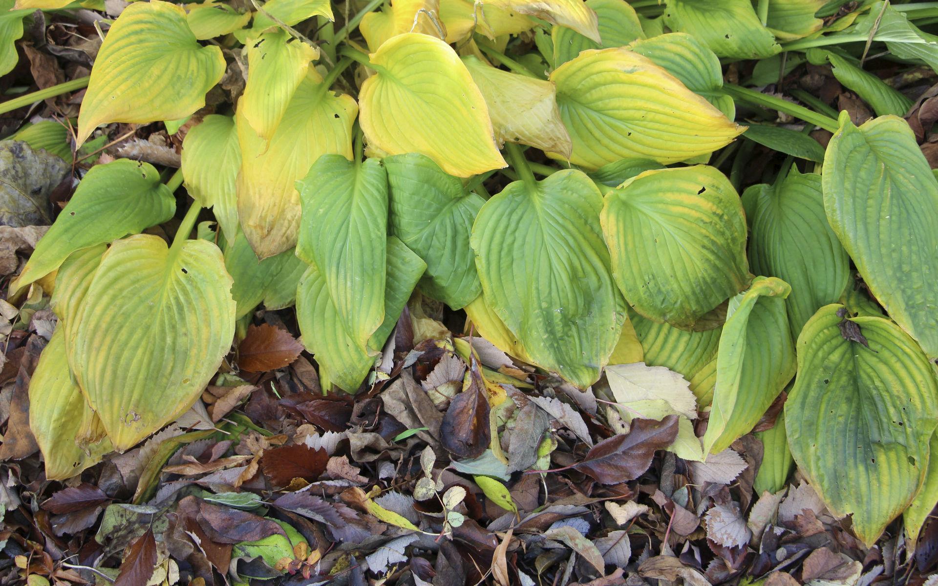 Hostabladen ger sig sent på hösten och då är det perfekt med löv som blåser in och täcker plantorna.