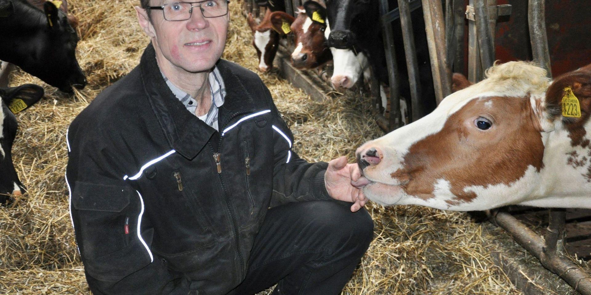 På gården Brotorpet finns cirka 120 djur av vilka hälften är mjölkkor. ”Den här kvigan ska kalva nästa år och då börjar hon mjölka,” säger Thor-Björn Jakobsson.