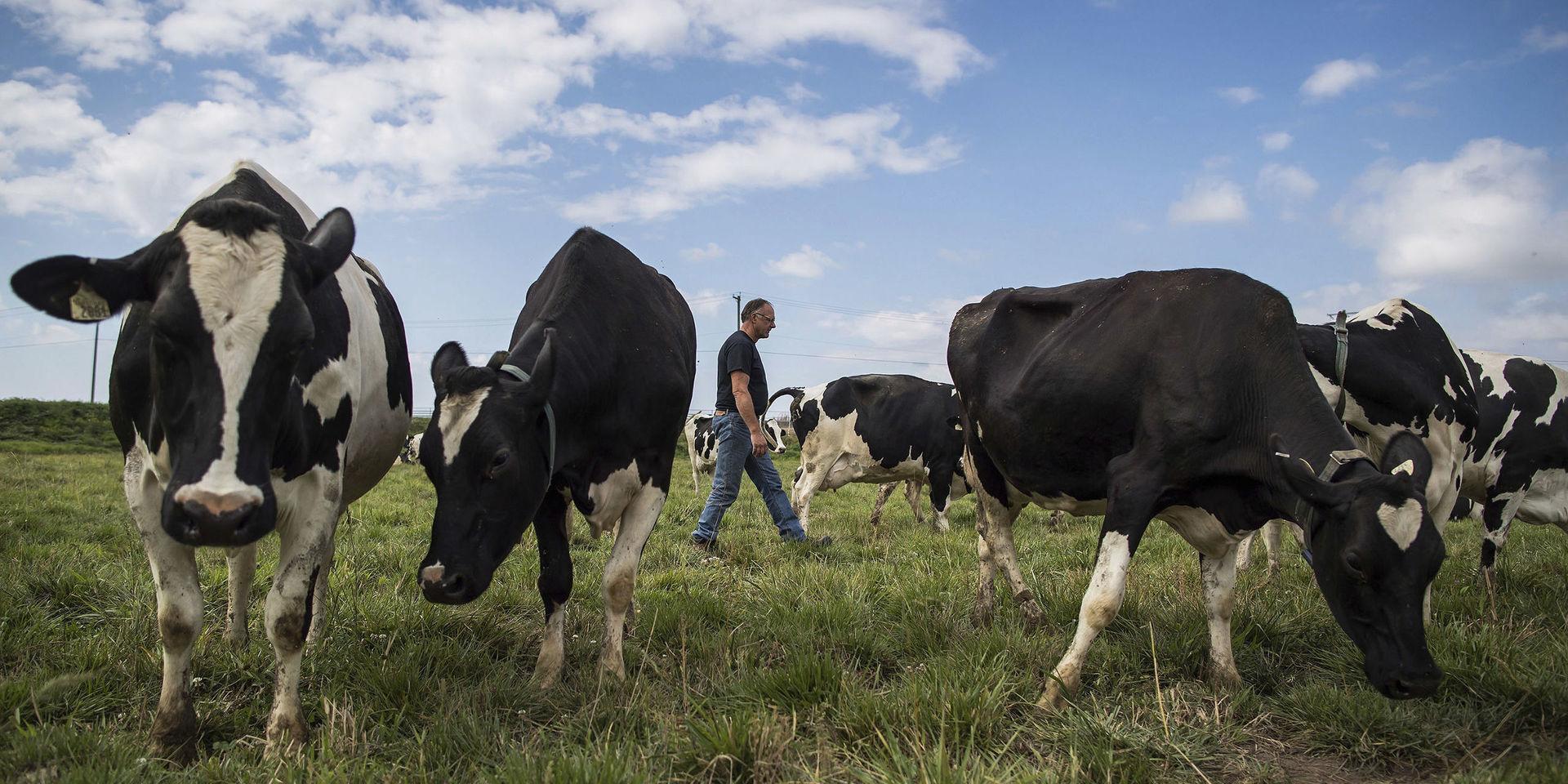 Second-generation dairy farmer David Janssens walks through a pasture as his dairy cows graze at Nicomekl Farms, in Surrey, British Columbia, Thursday Aug. 30, 2018.  It started with President Donald Trump&apos;s attacks on Canadian dairy farmers. Then Washington slapped tariffs on Canadian steel, citing national security. There was that disastrous G-7 summit in Quebec. Now it&apos;s a new North American free trade agreement that excludes America&apos;s northern neighbor. (Darryl Dyck/The Canadian Press via AP)