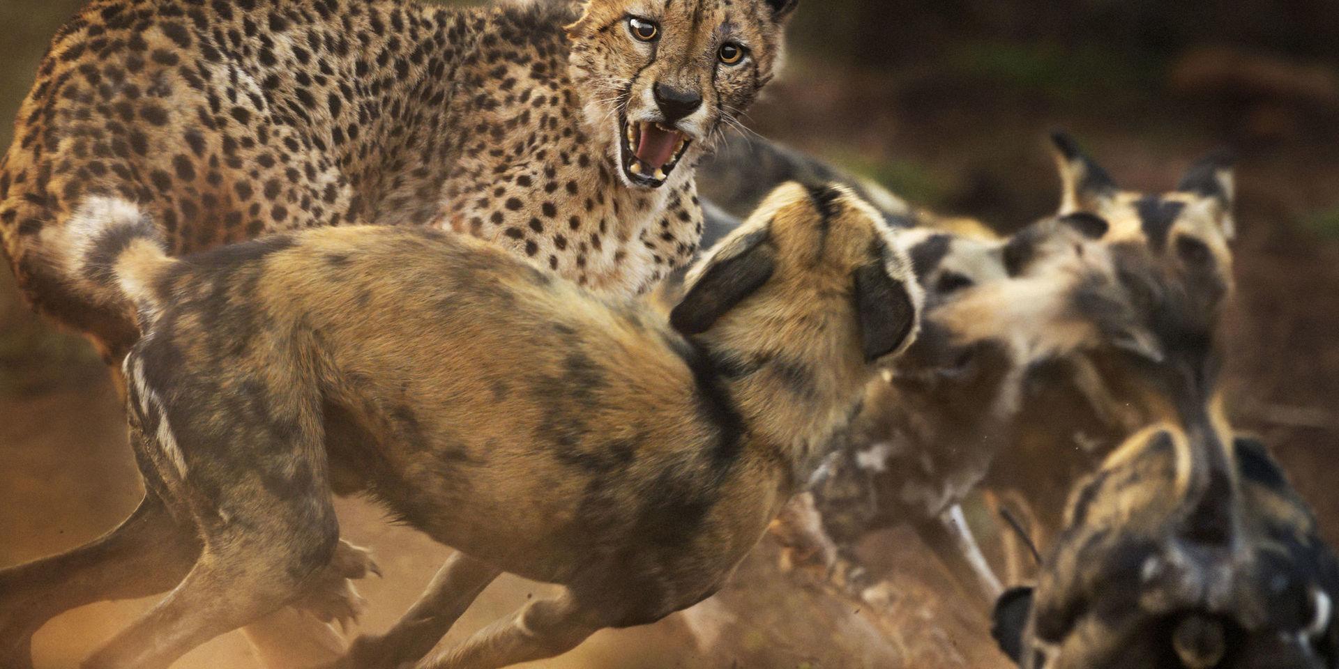 Som katt och hund. En gepard och afrikanska vildhundar i vilt slagsmål i Zimanga Private Game Reserve i Sydafrika. Ett vildsvin hade precis lyckats undkomma den tolv djur stora hundflocken när några i flocken råkade stöta på en gepard. I takt med att allt fler hundar anlände växte deras självförtroende, varpå de började omringa geparden som gjorde hätska utfall. Geparden lyckades till slut smita undan, med endast lättare blessyrer som följd. 