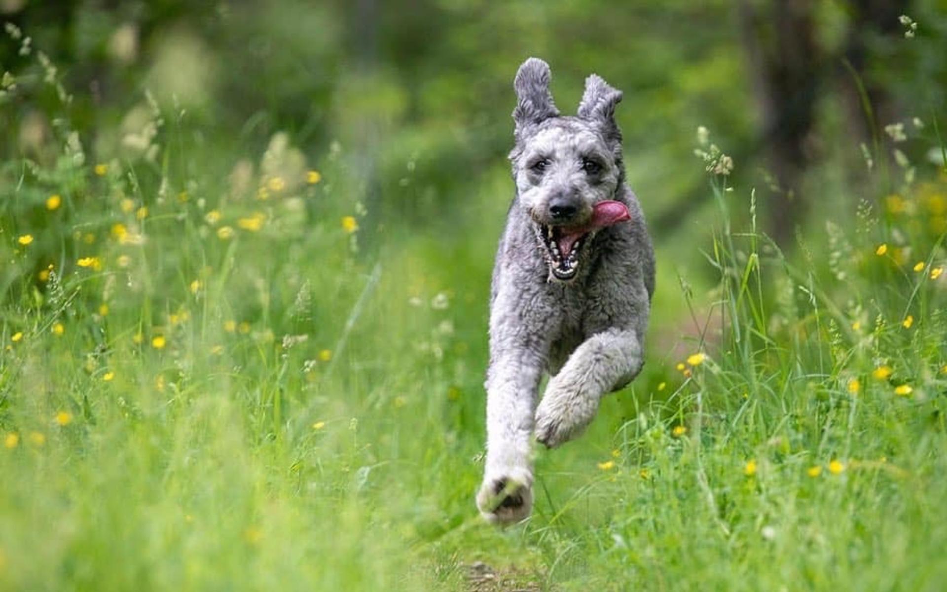 ”Ozzy 16 månader. Aussiedoodle som älskar att springa i skogen och leta upp husse som gömt sig bakom stora granar. Full fart hela tiden.”