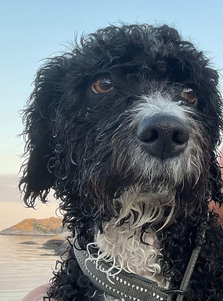 ”Smulan 9 år är en Spansk vattenhund. Hon har denna sommar övervunnit rädslan för tång. Den var otroligt läskig, slingrade sig som ett undervattensdjur som man inte kunde gå förbi. Nu kliver Smulan gladeligt över tångruskor för att hämta sin älskade badring. På det här fotot tittar Smulan med längtande blick över havet till stranden vi precis kommit ifrån. Det blev ett härligt midsommarkvällsbad på Bohus-Malmön.”
