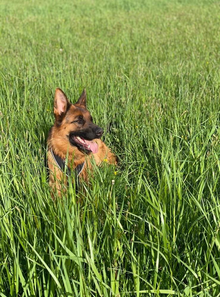 ”Ulvgårdens Ally är en underbar schäferhund på 2,5 år som älskar att springa o avnjuta det höga gräset!”
