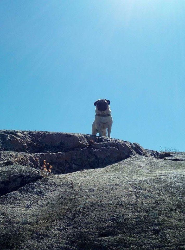 ”Vår mops Ester älskar att tillbringa varma dagar på klipporna på Bohus Malmön! Helst vill hon sitta på toppen så hon har utsikt över vad som händer!