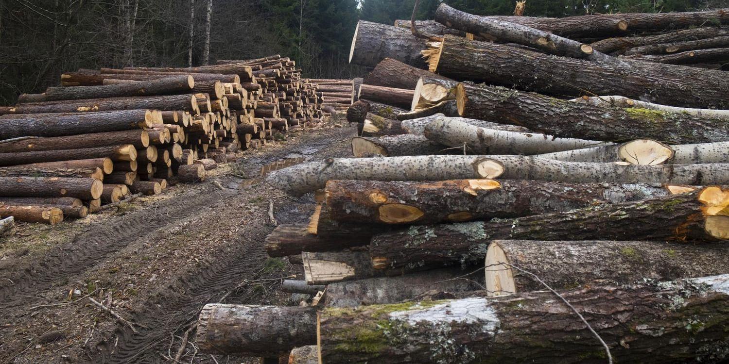 Anmälningarna för att avverka skog i Sverige har ökat i år. Arkivbild.