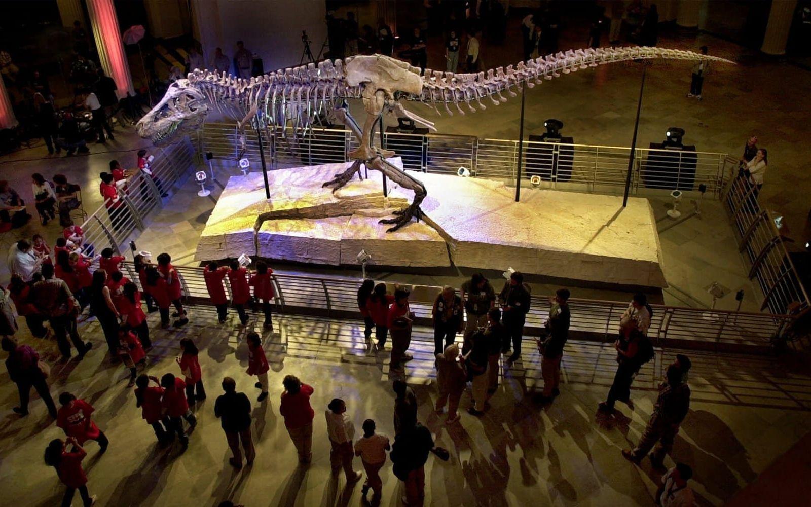 Men med sina 20 cm långa tänder var rovdjuret säkerligen inget man ville springa på i en mörk gränd. Här är det mest välbevarade skelettet av dinosaurien som finns, på naturhistoriska museet i Chicago, USA. Bild: TT