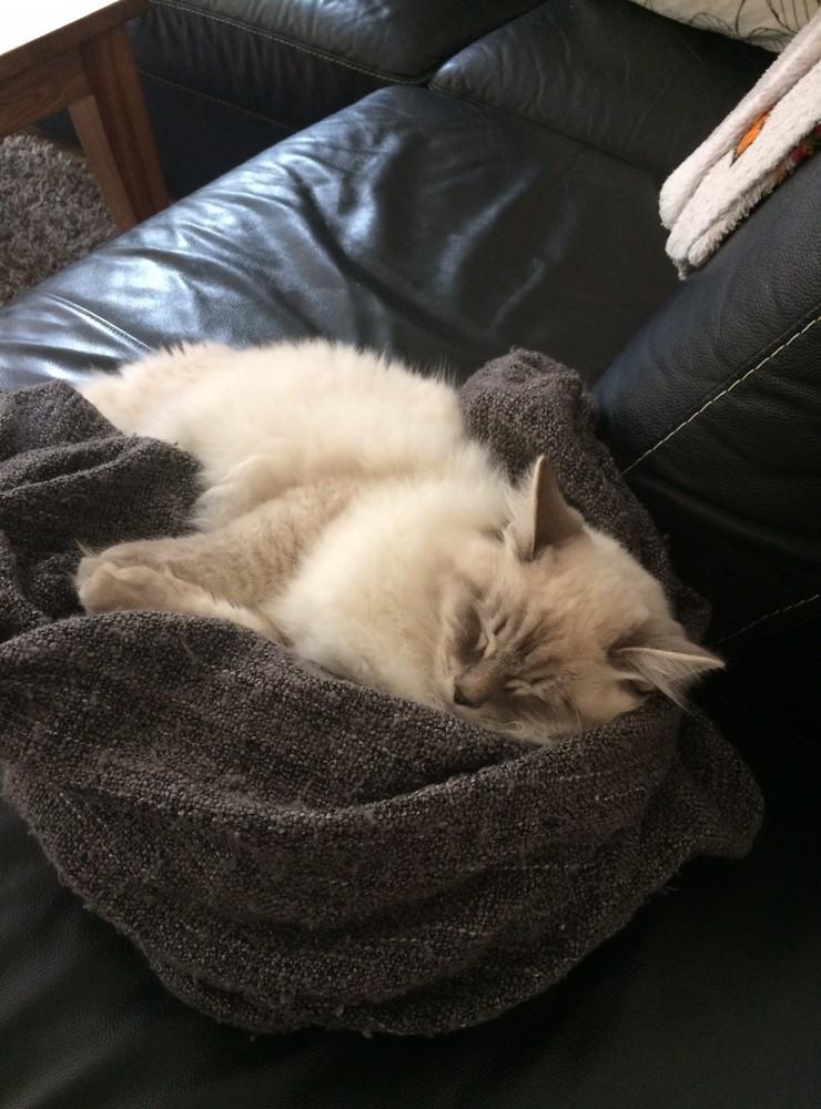 Marlon är en social katt som gärna sover i soffan på kvällarna. 
