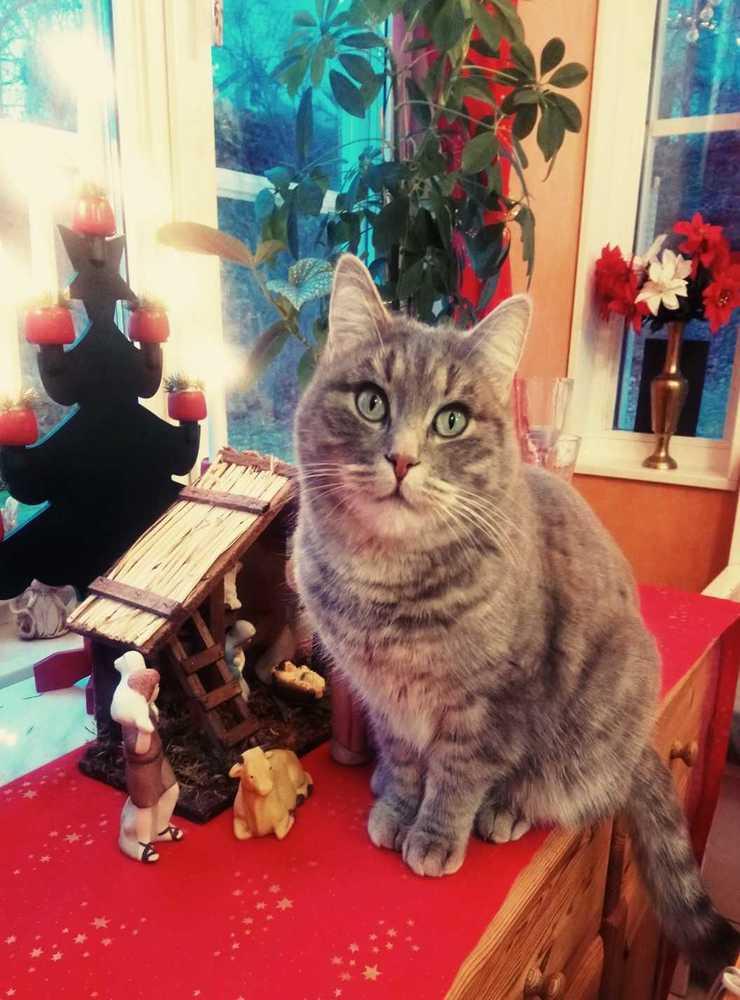 Kosmo  i Ljungskile önskar alla en fridfull jul. 