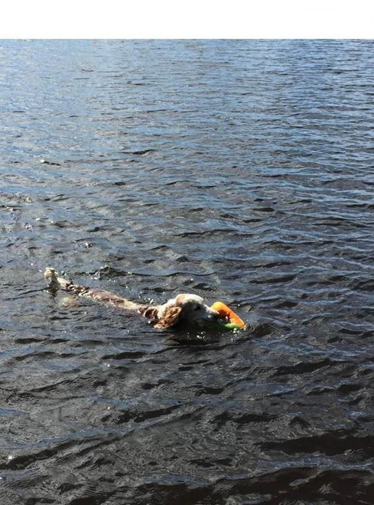 ”Vår hund Ramos älskade att bada och dyka i efter sin leksak. Han var en Welsh springerspaniel och blev 14,5 år. ❤️🐶❤️”