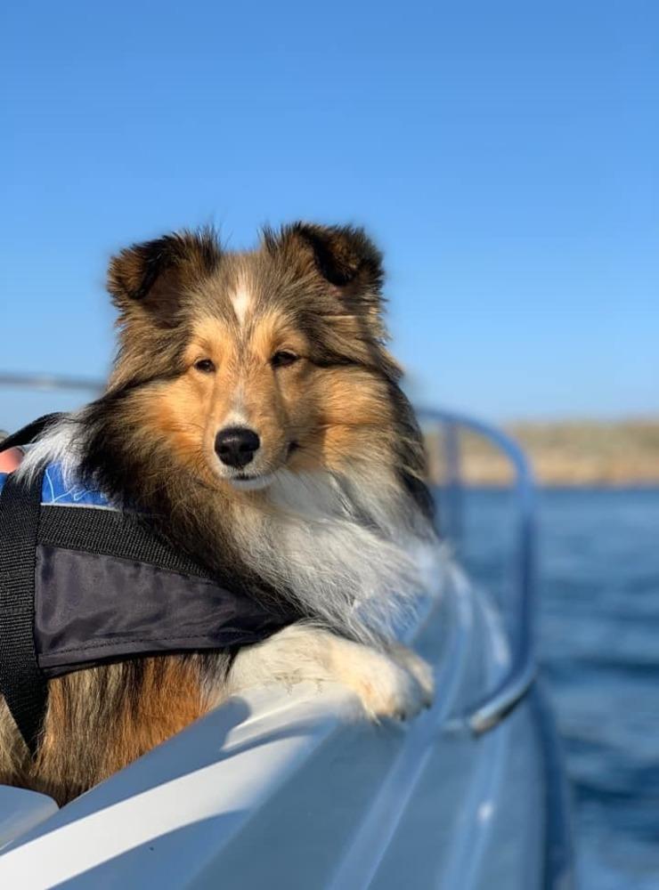 ”Luna 2 år, shetland sheepdog. Älskar att åka båt.”