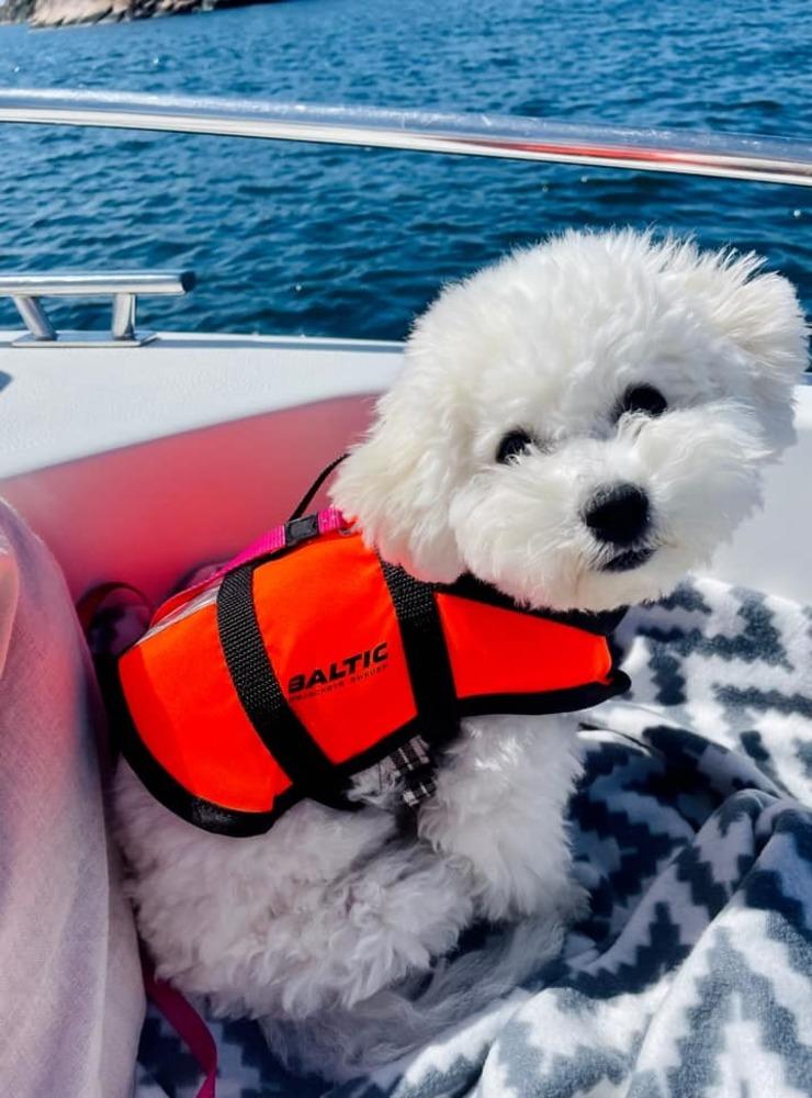 ”Sally💖 En 4 månaders Bichon Frisé, älskar att åka båt ute i Fjällbacka skärgård🐚🐾🌊”!