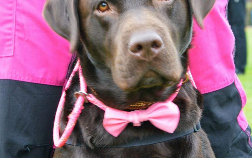 Rosa rosett. På söndagen gick 180 hundägare promenad för kampen mot cancer.