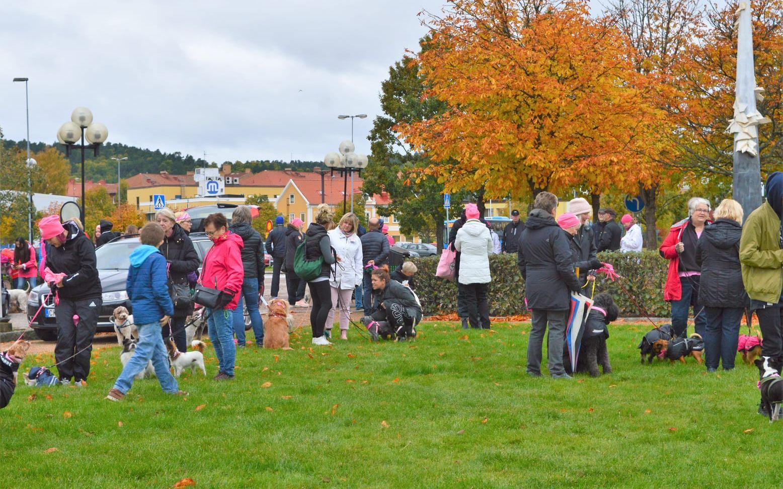 Många deltog i promenaden. Uddevalla centrum fylldes med hundägare och hundar klädda i rosa.