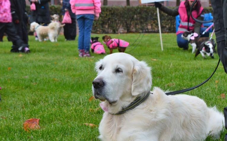 Rosa rosett. På söndagen gick 180 hundägare promenad för kampen mot cancer.