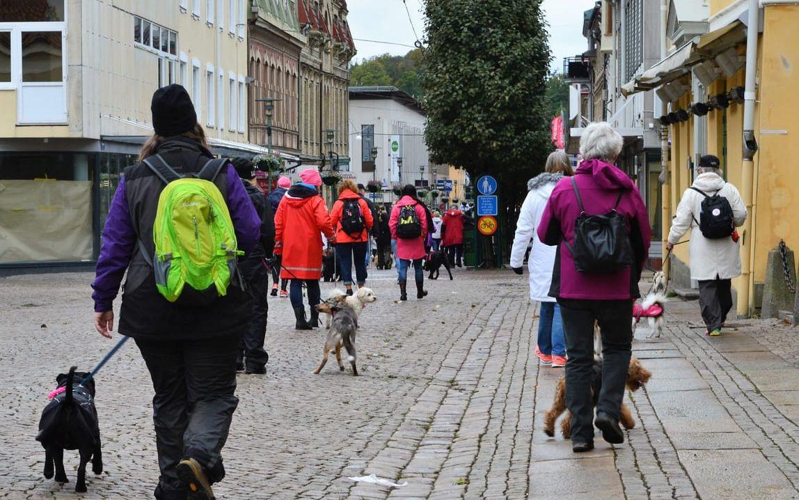 Många deltog i promenaden. Uddevalla centrum fylldes med hundägare och hundar klädda i rosa.