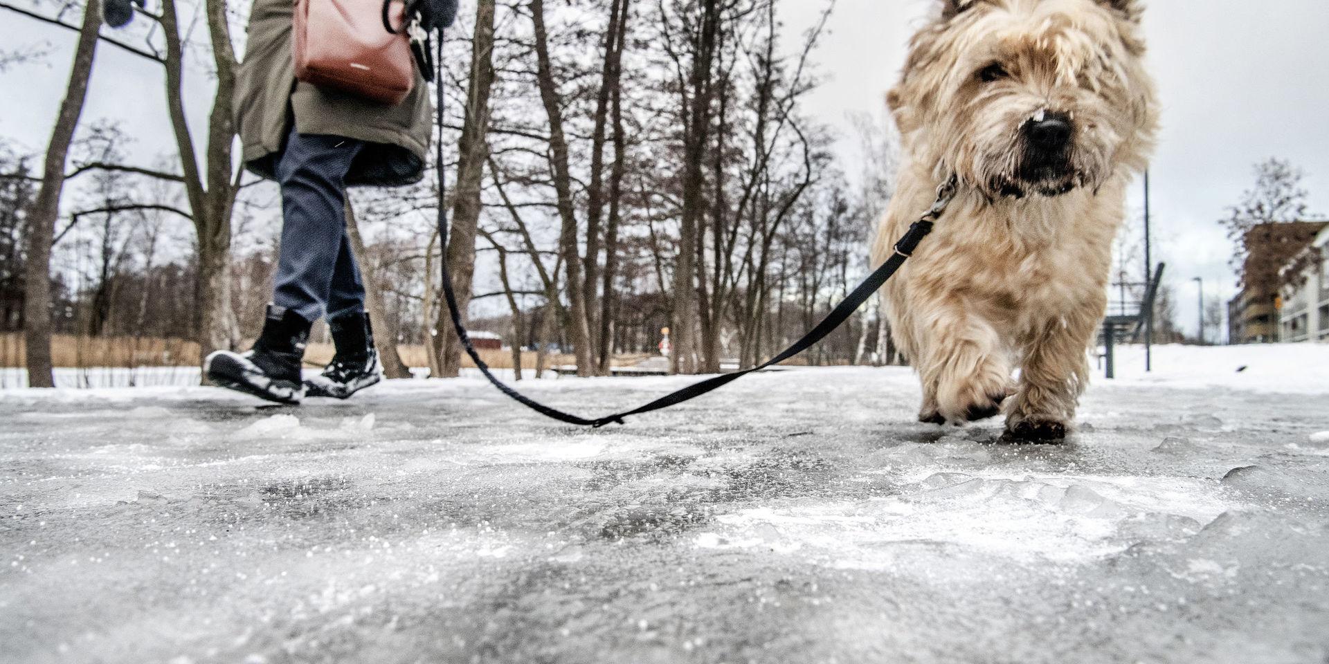 Hundtassar far illa av saltade gångbanor. I danska Aarhus testas vulkanaska som ett hund- och miljövänligare alternativ till vägsalt. Arkivbild. 