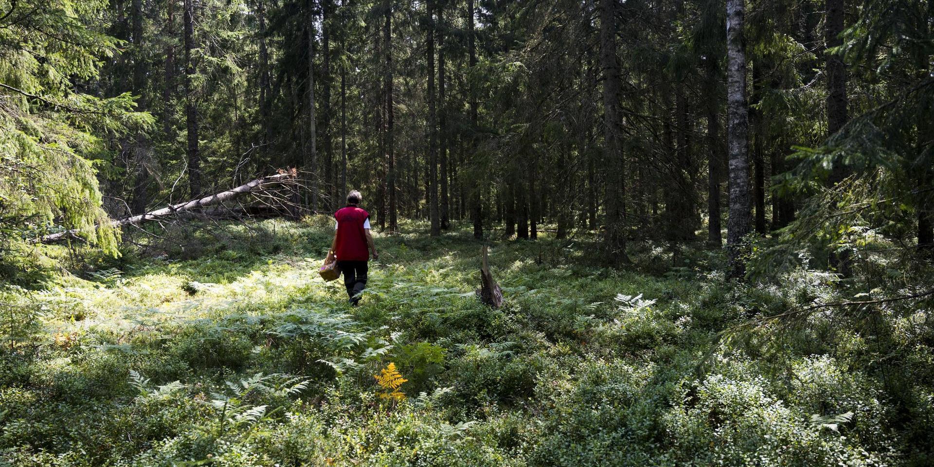&quot;I dag har 93 procent av all skogsmark i Sverige drabbats av kalhuggning och förvandlats till barrträdsplantager, med samma slags träd i täta rader, oftast gran&quot;, skriver Sture Boström.