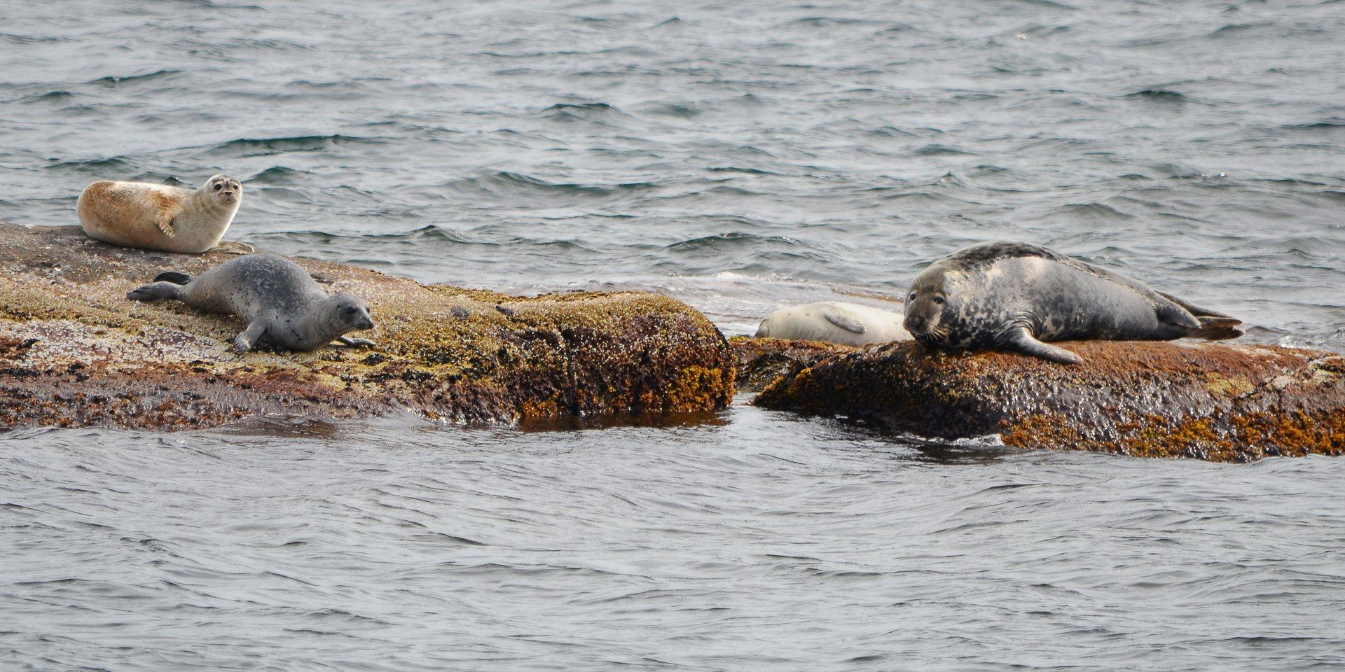 En arktiskt gråsäl har hittats i Hälleviksstrand. Sälen avlivades då den bedömdes inte kunna klara sig på egen hand. På bilden syns gråsäl på klippor utanför Bohusläns kust. 
