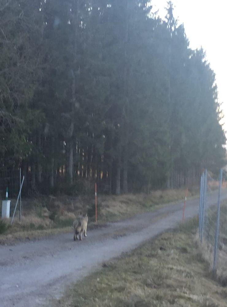I måndags på annandag jul såg Olefine Andersson en varg vid Grundsvikskorsningen när hon körde på väg 173 utanför Frändefors. Bild: Olefine Andersson