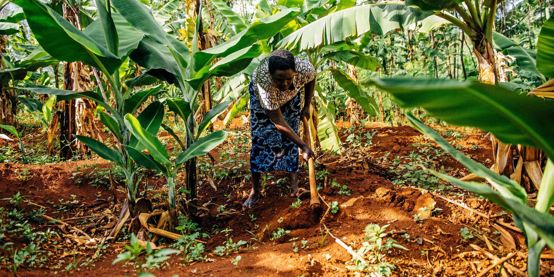Benta Muga på sitt lilla jordbruk i Kisumu, Kenya. På fyra år har hon genom agroforestry – trädjordbruk – lyckats förvandla sin gård till en grönskande oas, som ger betydligt mer grödor än tidigare. Samtidigt bidrar träden att bekämpa klimatkrisen, genom att minska mängden koldioxid.