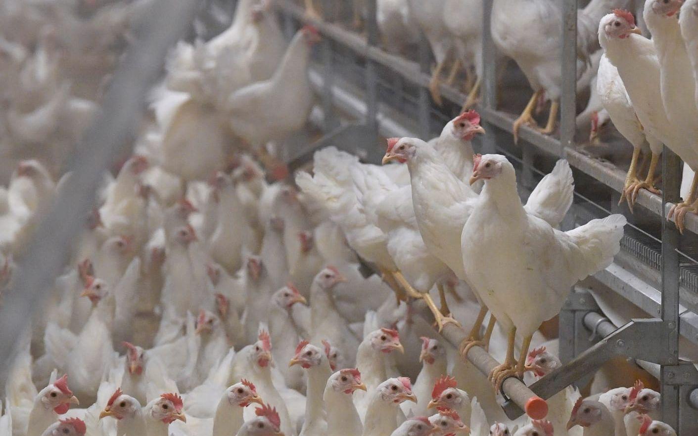 De smittade personerna jobbade på samma fågelfarm. Arkivbild.