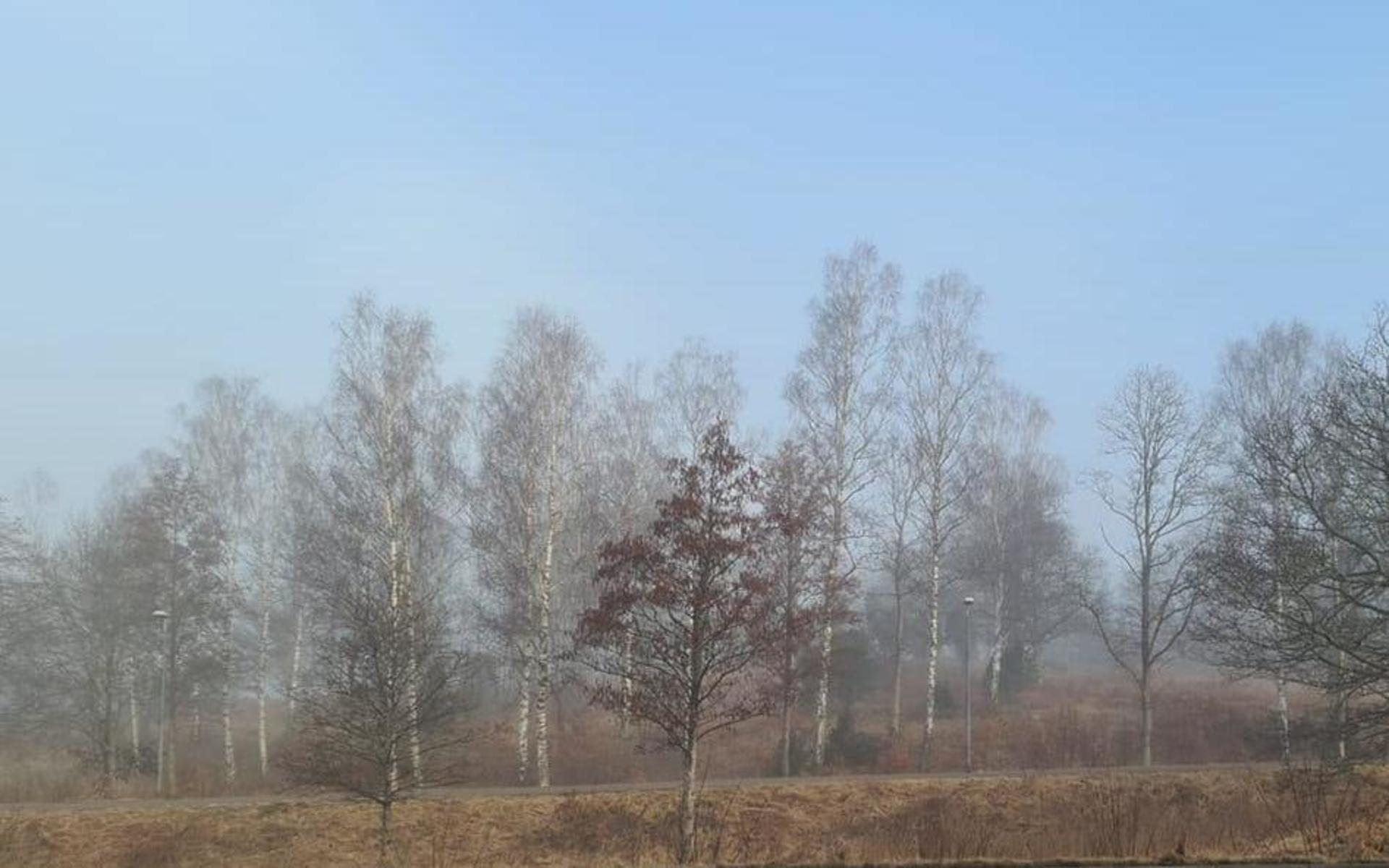 På Kurveröd började dimman vid 8-tiden att lätta lite och den blå himlen sakta visa sig.