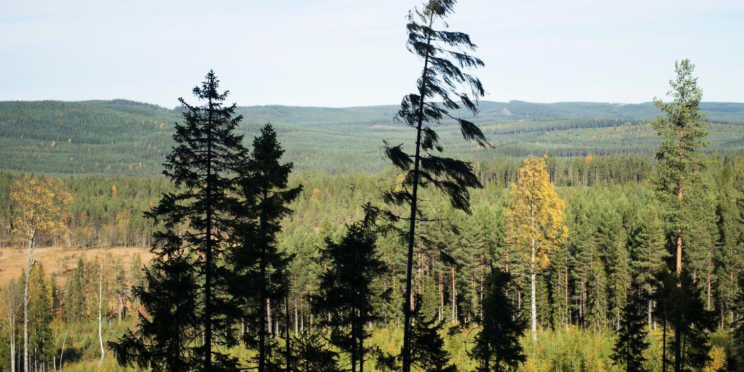Utsikt över skog och mark från naturreservatet Hykjeberget i Dalarna. Arkivbild.
