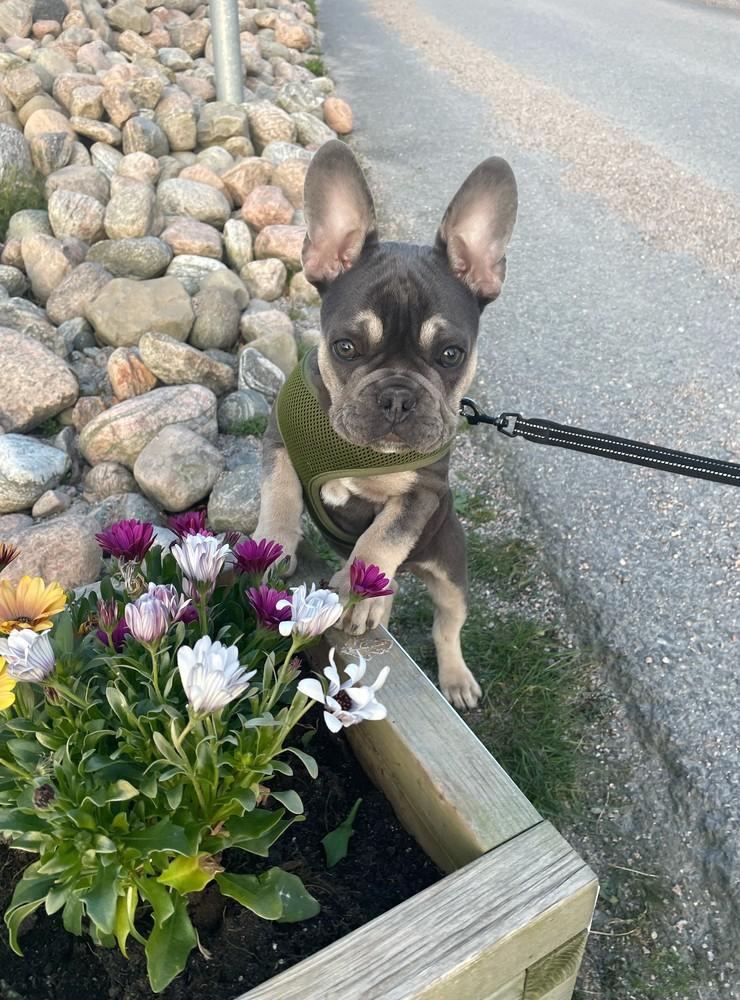 ”Frasse, han älskar blommor. Varenda liten blomma han ser skall han gå och nosa på (inte äta utan bara nosa)”, skriver husse om den franska bulldogen.