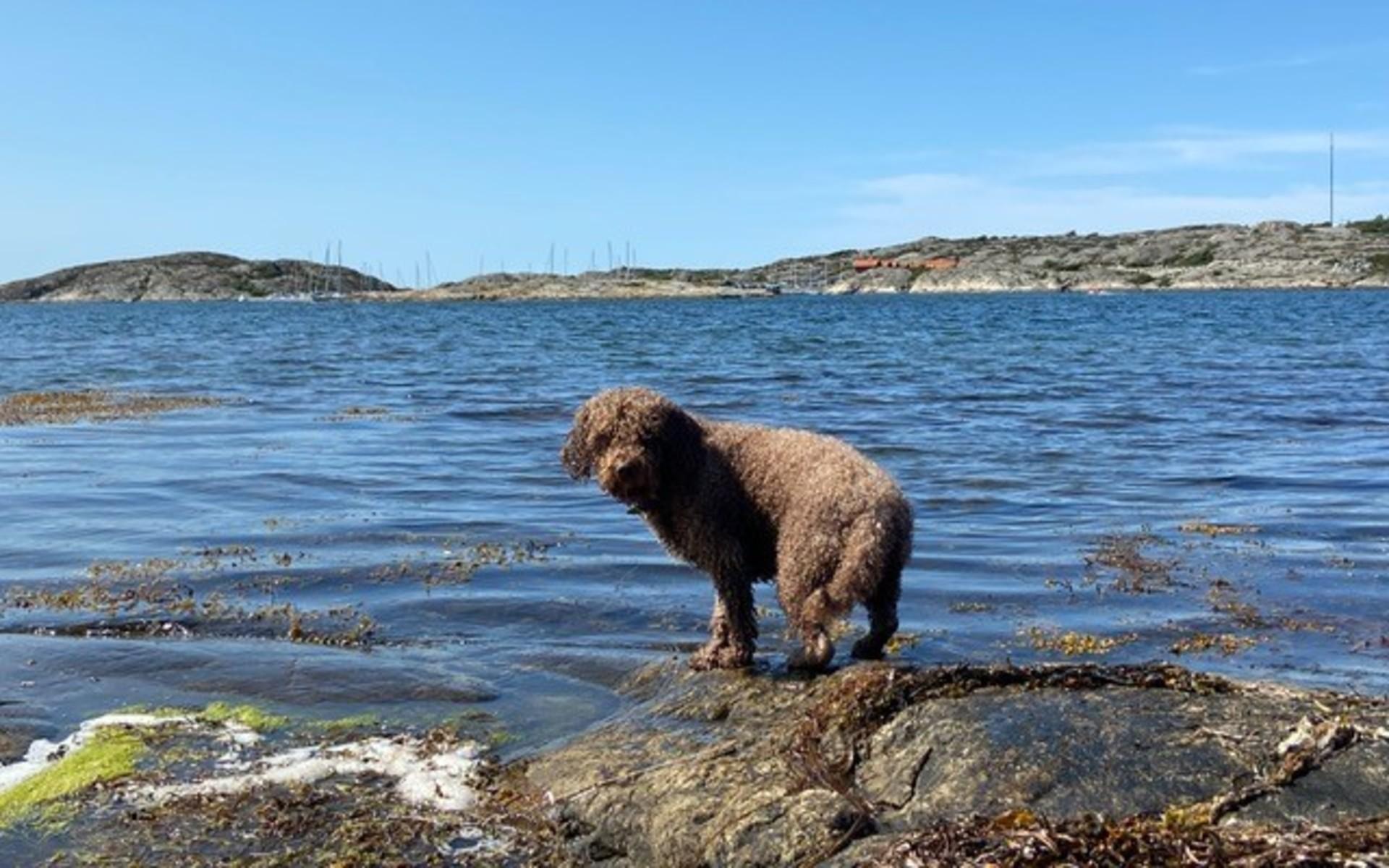 Här står den spanska vattenhunden Frasse och väntar på att bollen ska kastas ut vid Hälleviksstrand, Orust. ”Frasse älskar att bada och jaga boll”.