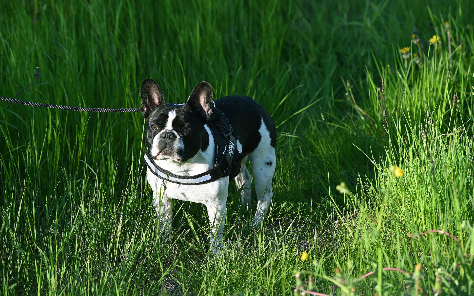 En annan redaktionshund är Djigi 2 år. En fransk bulldog som älskar att sola, och sparka boll.