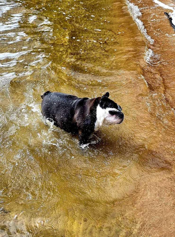 ”Heffa, 4år, engelsk bulldogg som älskar att bada, kan inte simma men dyker som en fisk. 🐶🐬🐋🌞🌊”