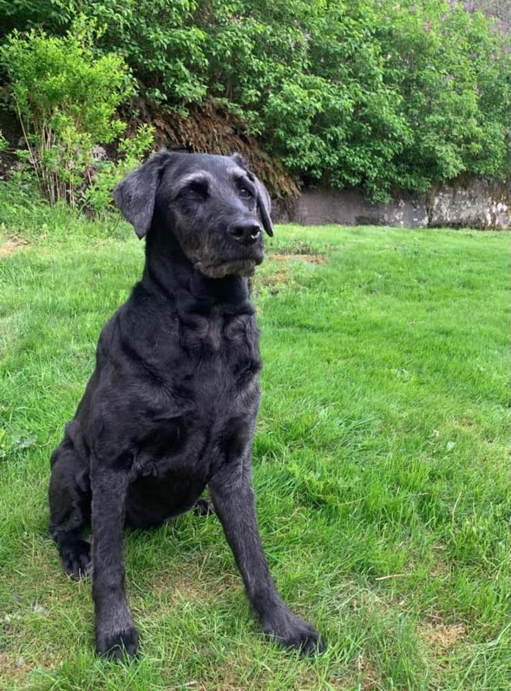 ”Vår ”gamla tant”, Sassa, 12 år. Labrador, storpudel och portugisisk vattenhund. Fast det där med vatten har hon aldrig fattat. Usch, för att få vatten på sig 😂.”