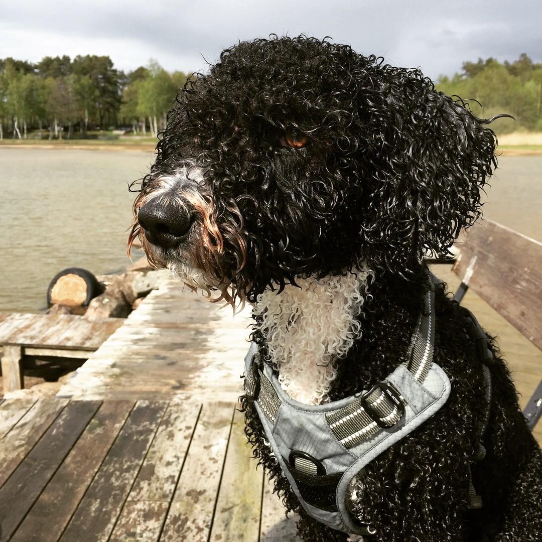Morris, 3 år, är en annan redaktionshund. Han är en spansk vattenhund – och han älskar att bada! Här har han precis badat i Vänern.