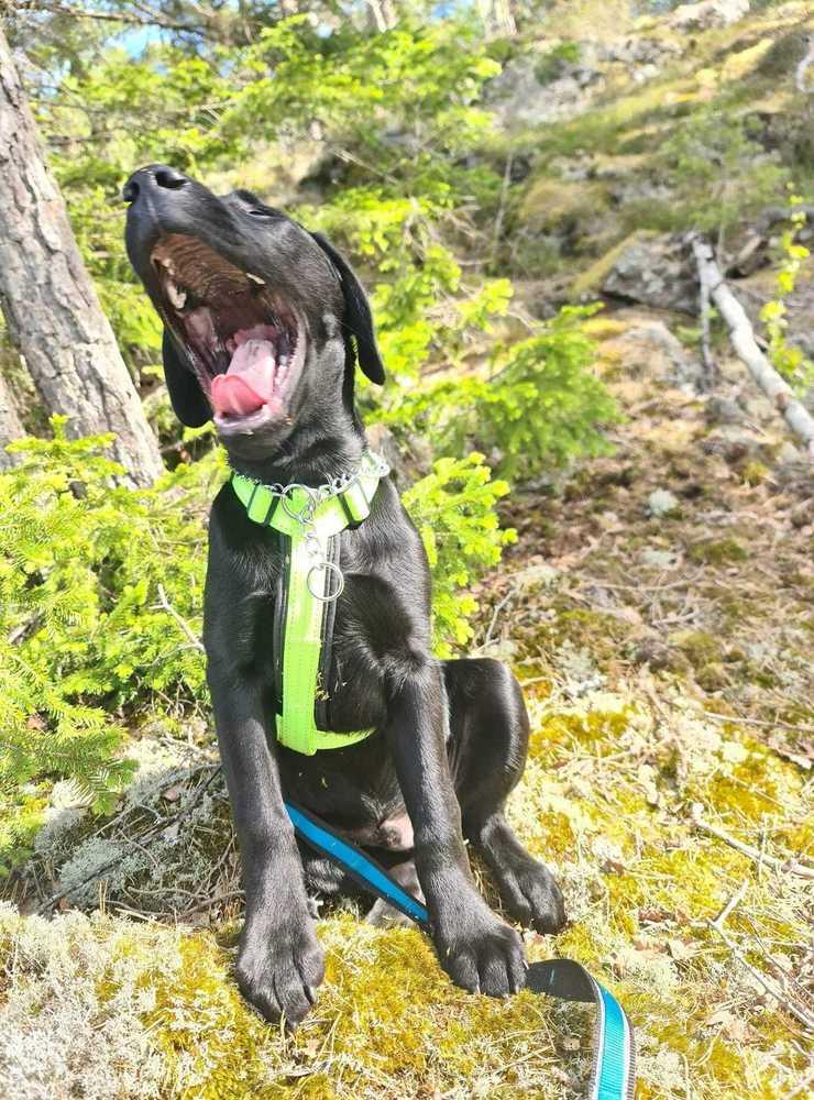 ”Diezel, labrador på 5 månader. Älskar att vara med på äventyr o &quot;hjälpa&quot; matte i trädgården”