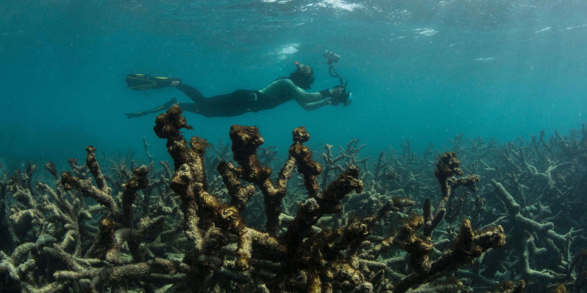 Död korall utanför Lizard Island på Stora barriärrevet i maj 2016. 