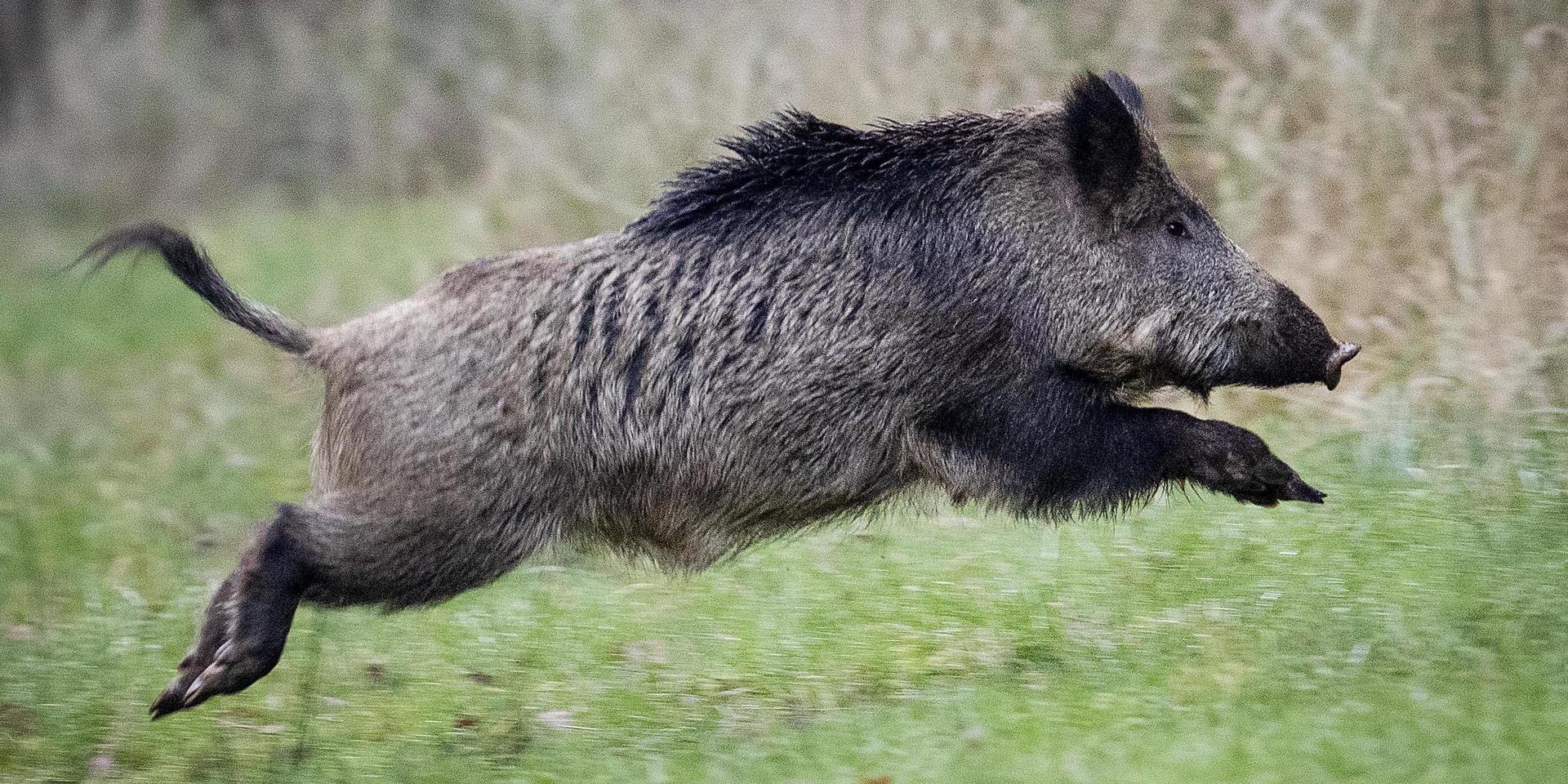 A wild boar runs over a glade in a forest in the Taunus region near Frankfurt, Germany, Friday, Nov. 9, 2019. (AP Photo/Michael Probst)  PFRA102