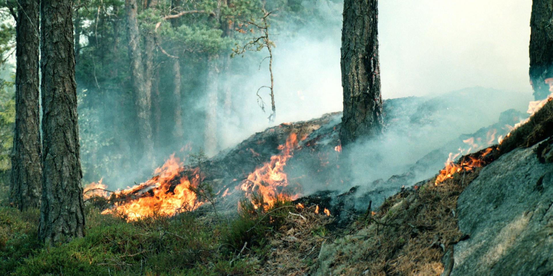 Skogsbrand Koberg