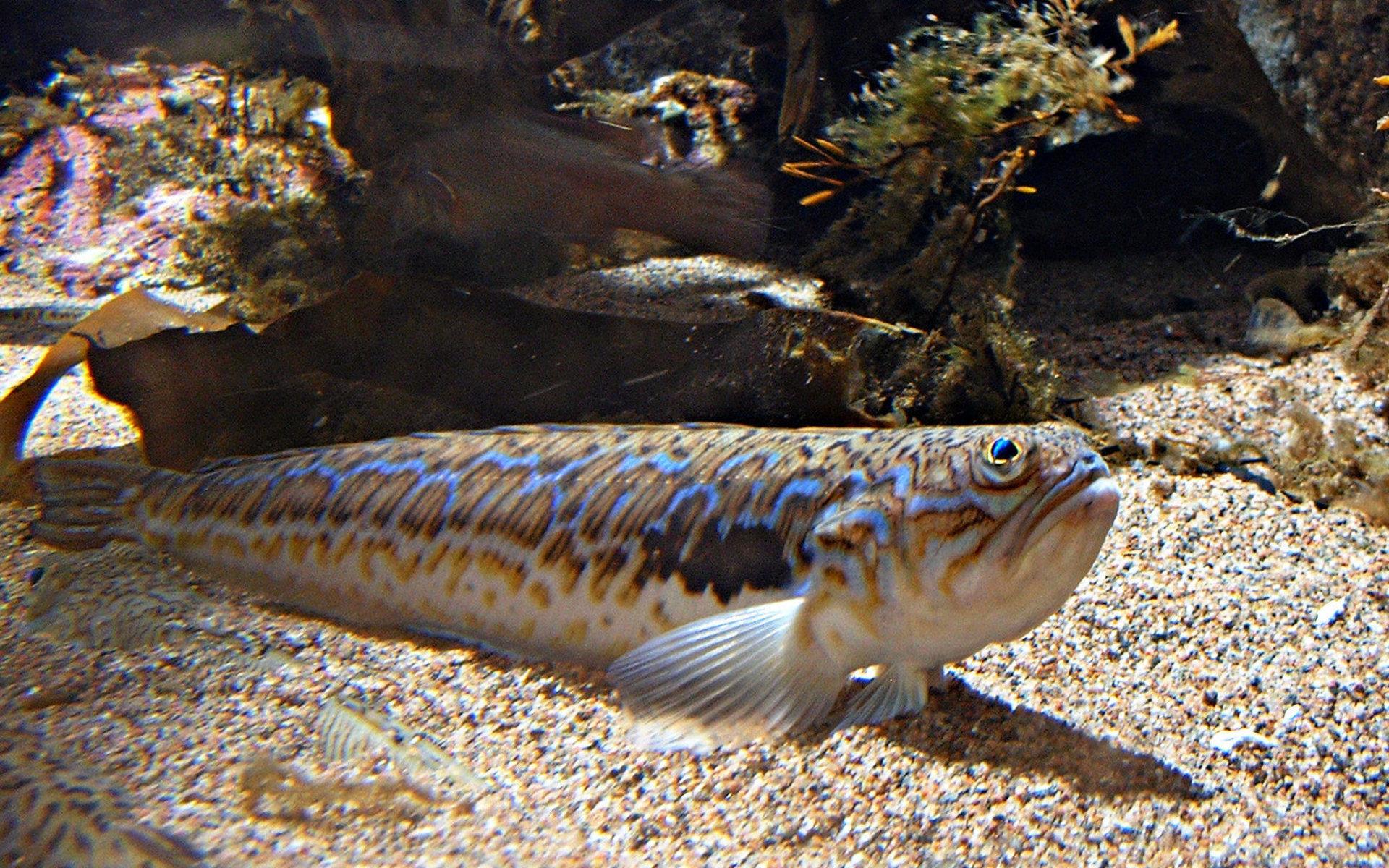 Fjärsingen är den enda svenska fisk som är farligt giftig. Den går att hitta på sandbottnar längst västkusten.