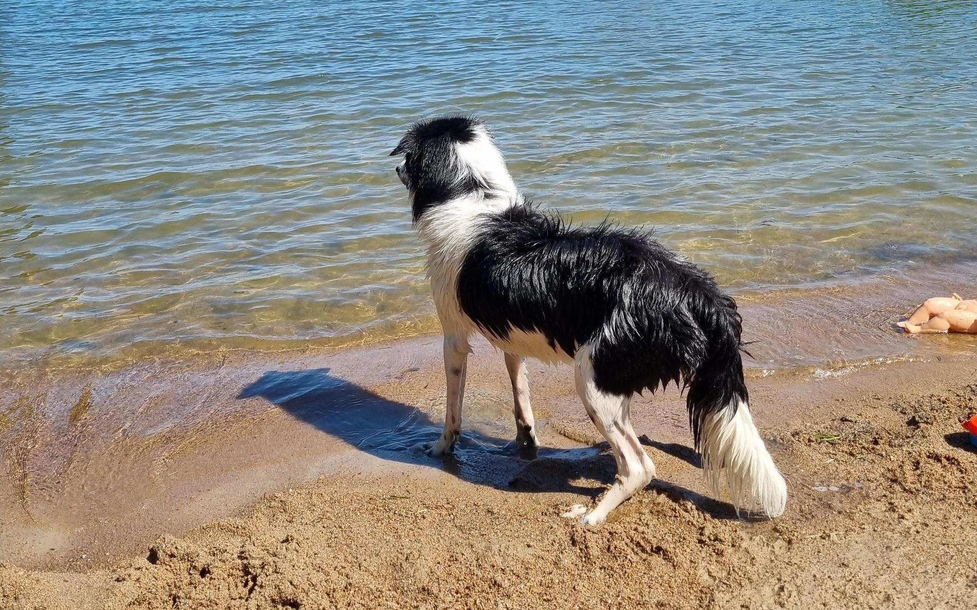 Siri vid Vänerns kust i lördags, en timme innan hon gick bort. Då syntes inga alger i vattnet.