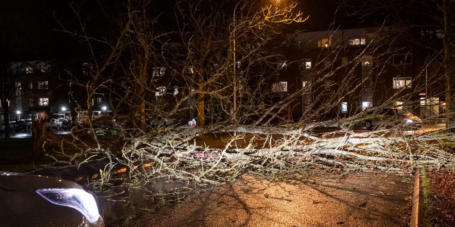 Lund är en av de platser som drabbats av hårda vindar under söndagen. På bilden har ett träd lagt sig över Sankt Lars väg i kommunen.