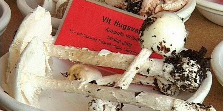TAR LÄTT FEL. Ätliga svampar kan blandas ihop med riktigt giftiga arter. Vit flugsvamp är en svamp som ibland kan misstas för champinjon.