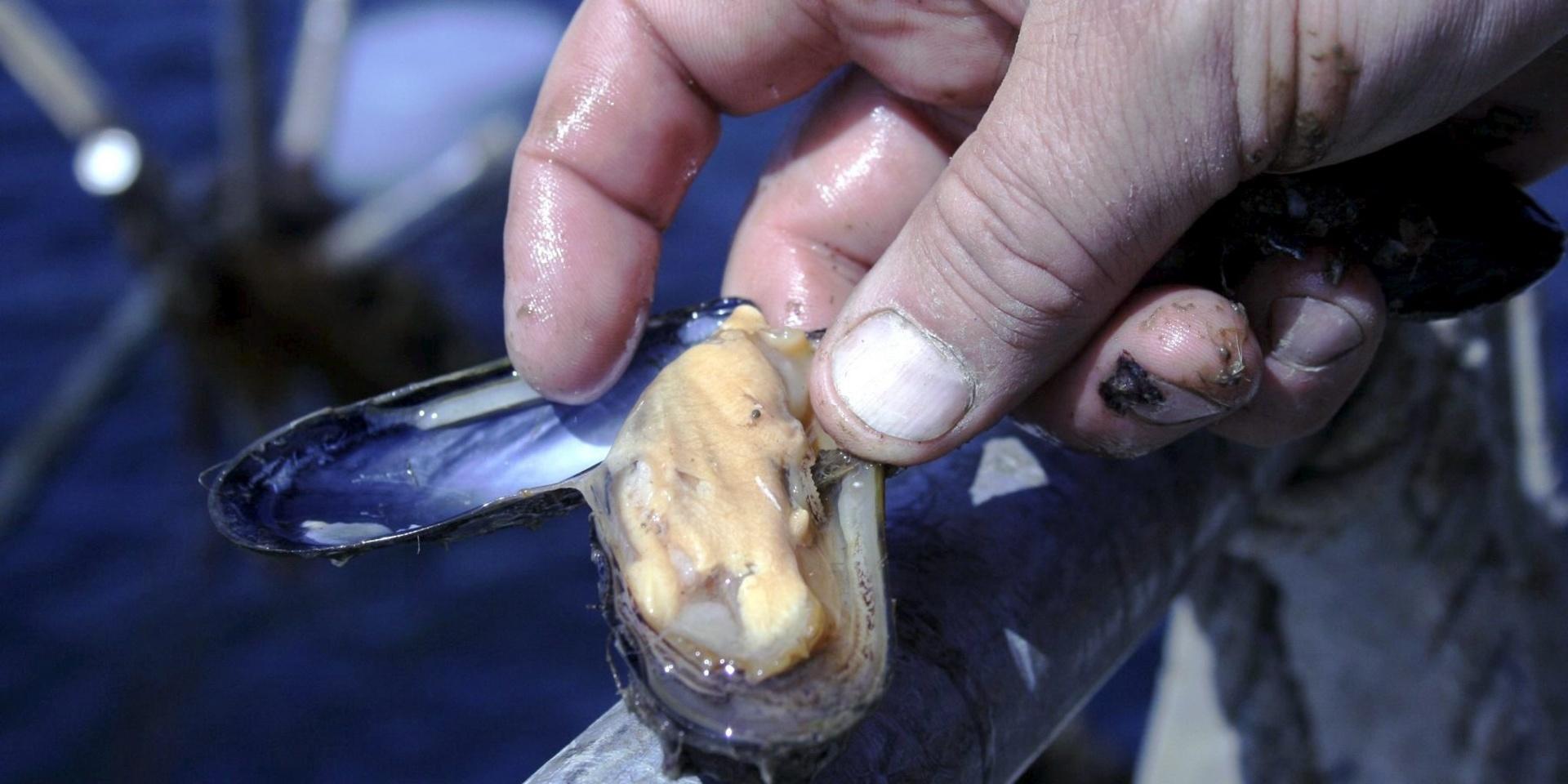 Allmänheten avråds just nu från allt självplock av musslor i området kring sydvästra Orust.