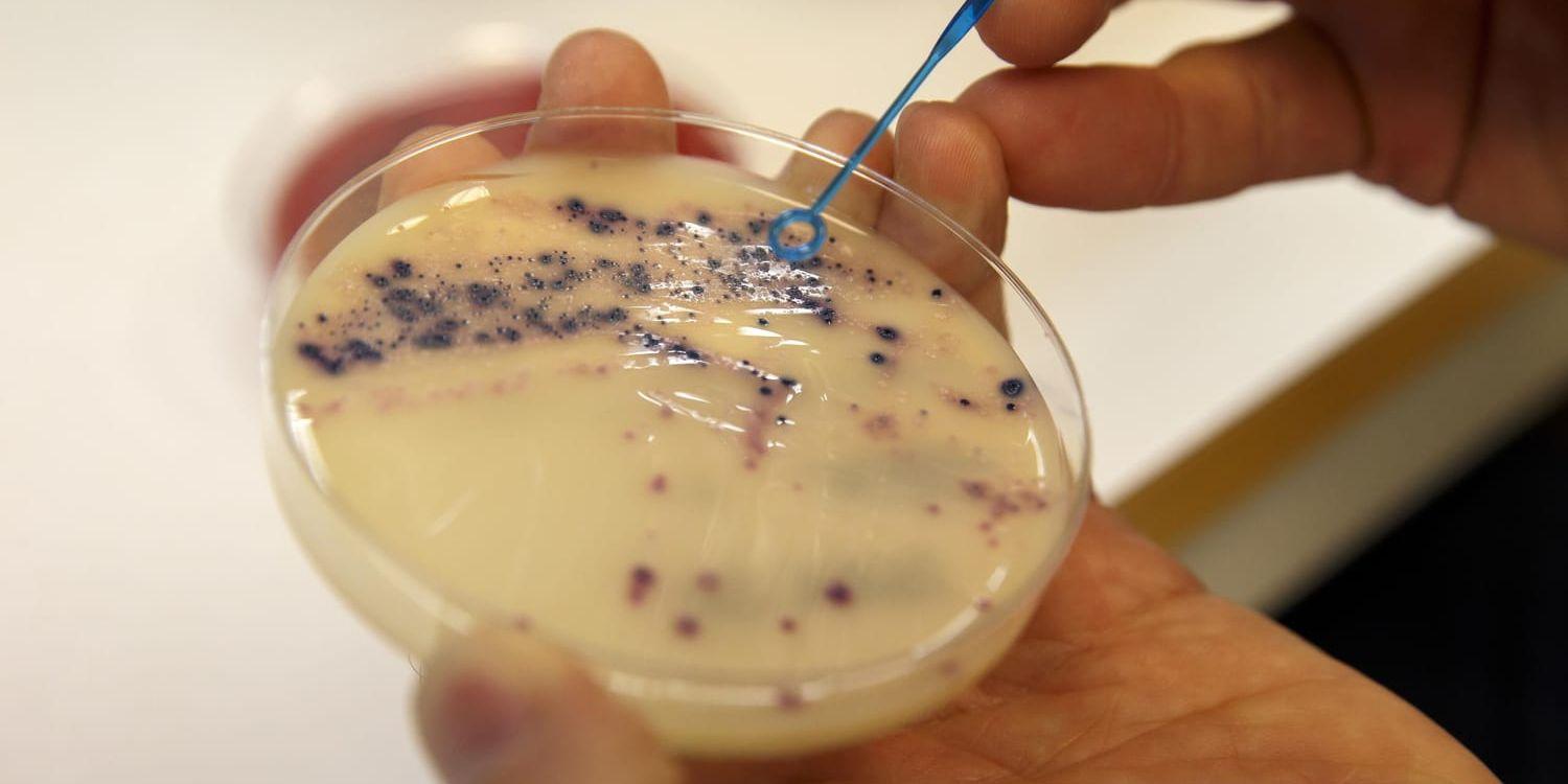 Antibiotikaresistenta bakterier på ett laboratorium. Arkivbild.
